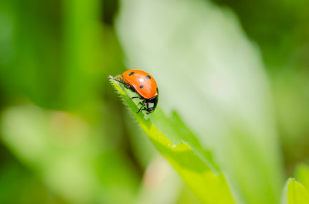 Ladybug on a sunny green leaf of grass.の写真素材