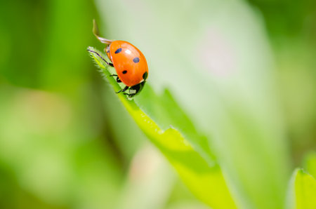 Ladybug on a sunny green leaf of grass.の写真素材
