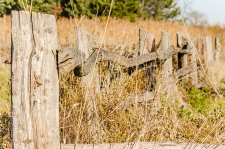 Old wooden fence overgrown with yellow autumn country grass.の写真素材