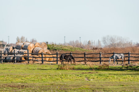 Horses in a fenced area on autumn grazing.の写真素材