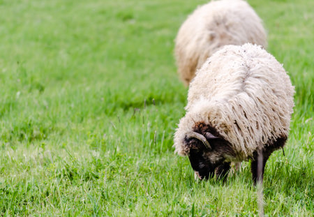A flock of sheep grazing in the field in autumn. in front of the forest.の写真素材