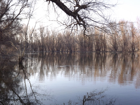 Swampy autumn, sunny landscape. A panoramic view of the marsh in the autumn sunny period of the day.の写真素材