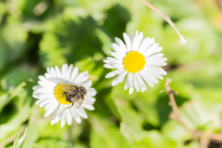 A fly on a flower chamomile. A housefly sits on a chamomile flower.の写真素材