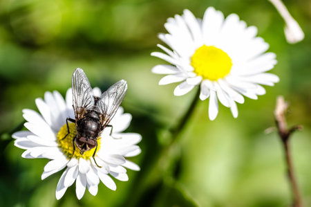 A fly on a flower chamomile. A housefly sits on a chamomile flower.の写真素材