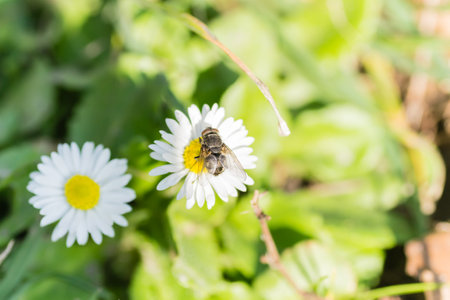 A fly on a flower chamomile. A housefly sits on a chamomile flower.の写真素材