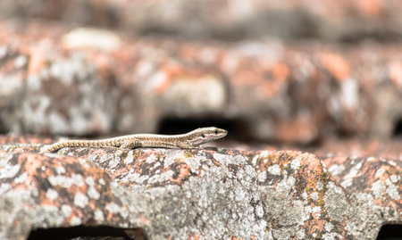 A small lizard hid in the grass, close-up, in its natural environmentの写真素材