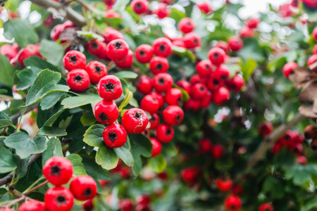 Crataegus monogyna tree with so many fruits. Crataegus coccinea healthy and ornamental bright red fruits, beautiful tree branches with green leaves.の写真素材