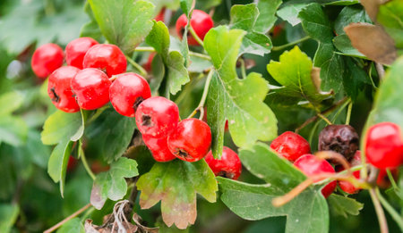Crataegus monogyna tree with so many fruits. Crataegus coccinea healthy and ornamental bright red fruits, beautiful tree branches with green leaves.の写真素材
