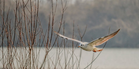 A river gull above the water surface of the Danube River.の写真素材