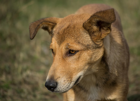 Portrait of a lonely yellow, stray dog.の写真素材