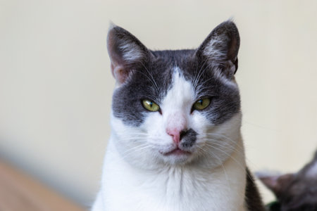 A close-up portrait of a gray and white European domestic cat in its natural environment.の写真素材