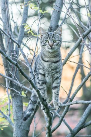 A gray cat is standing in the crown of a deciduous tree.の写真素材