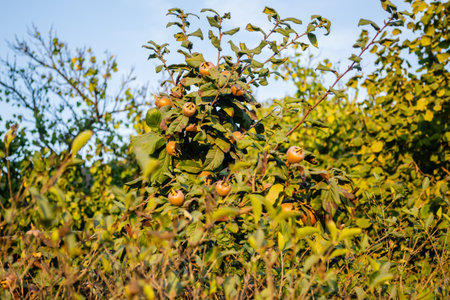 Medlar fruits on a branch. Ripe medlar fruits in the crown of the tree on the branches.