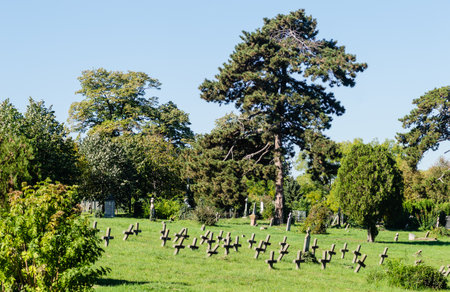 The old military cemetery at TranÅ¾ament, Petrovaradin. A panoramic view of the old identical, neglected concrete gravestone crosses of the military cemetery.の写真素材
