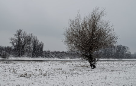 Swamp in winter, misty landscape. A panoramic view of the marsh in a winter foggy day.の写真素材