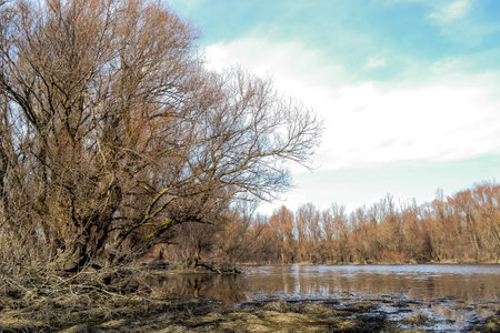 Swampy autumn, sunny landscape. A panoramic view of the marsh in the autumn sunny period of the day.の写真素材
