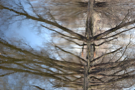 Swampy autumn, sunny landscape. A panoramic view of the marsh in the autumn sunny period of the day.の写真素材