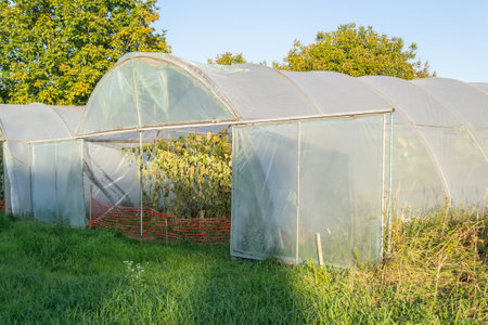 Private greenhouse in the suburbs of Petrovaradin, Novi Sad, Serbia.の写真素材