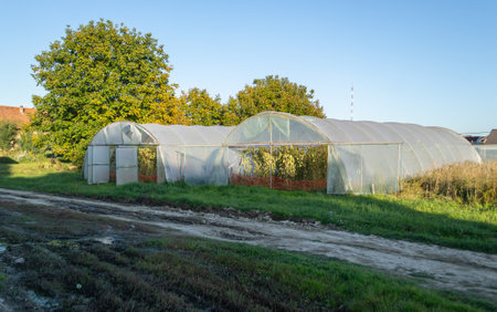Private greenhouse in the suburbs of Petrovaradin, Novi Sad, Serbia.の写真素材
