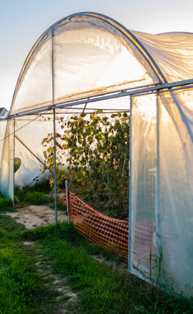 Private greenhouse in the suburbs of Petrovaradin, Novi Sad, Serbia.の写真素材