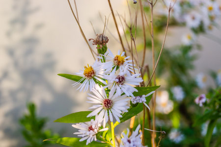 Symphyotrichum lanceolatum.Lanceolate aster blooms in a lush bush in a summer garden. Panicled aster or Symphyotrichum lanceolatum plant branch with multiple small open white flowers with bright yellow center.の写真素材