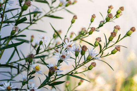 Symphyotrichum lanceolatum.Lanceolate aster blooms in a lush bush in a summer garden. Panicled aster or Symphyotrichum lanceolatum plant branch with multiple small open white flowers with bright yellow center.の写真素材