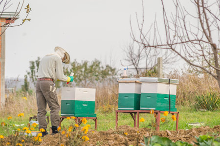 A man looking at a beehive in a meadow. A man looking at a beehive in a meadow and collecting honey.の写真素材
