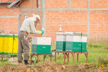 A man looking at a beehive in a meadow. A man looking at a beehive in a meadow and collecting honey.の写真素材