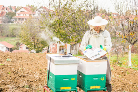 A man looking at a beehive in a meadow. A man looking at a beehive in a meadow and collecting honey.の写真素材