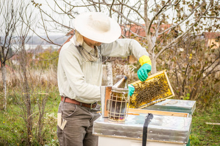 A man looking at a beehive in a meadow. A man looking at a beehive in a meadow and collecting honey.の写真素材