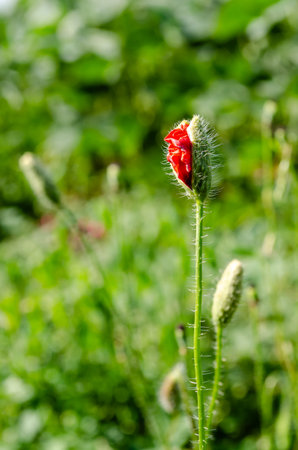 Red wild poppy flower growing in summer green fields. Red wild poppy flower, an annual herbaceous plant that grows in summer green fields.の写真素材