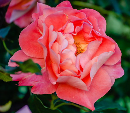 A bush of orange-pink pale roses in a summer garden. Blooming orange-pink pale roses in the confusion of the summer garden.の写真素材