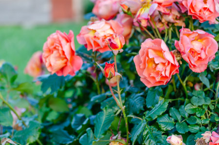 A bush of orange-pink pale roses in a summer garden. Bud orange - pink pale rose in the confusion of the summer garden.の写真素材