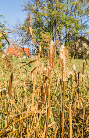 Reeds in lake near shore in sunny windy dayの写真素材