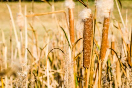 Reeds in lake near shore in sunny windy dayの写真素材
