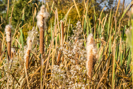 Reeds in lake near shore in sunny windy dayの写真素材
