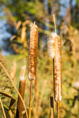 Reeds in lake near shore in sunny windy dayの写真素材