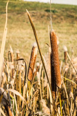 Reeds in lake near shore in sunny windy dayの写真素材