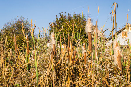 Reeds in lake near shore in sunny windy dayの写真素材