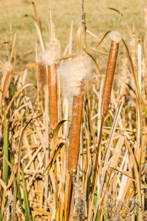 Reeds in lake near shore in sunny windy dayの写真素材