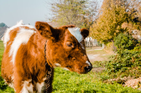 Beautiful little brown and white calf during summer grazing on the farm in cloudy weather.の写真素材