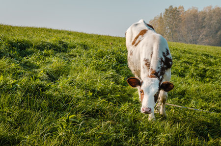 Beautiful little brown and white calf during summer grazing on the farm in cloudy weather.の写真素材