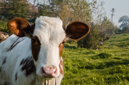 Beautiful little brown and white calf during summer grazing on the farm in cloudy weather.の写真素材