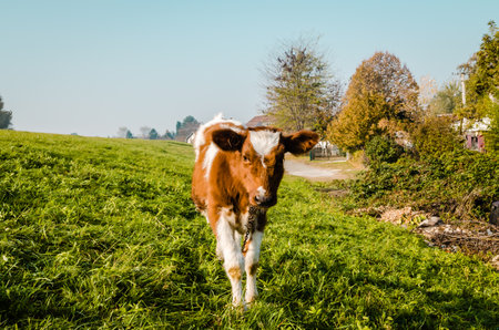 Beautiful little brown and white calf during summer grazing on the farm in cloudy weather.の写真素材