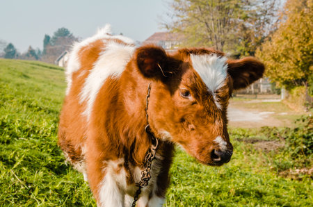 Beautiful little brown and white calf during summer grazing on the farm in cloudy weather.の写真素材