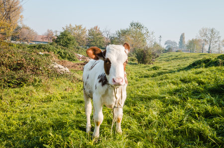 Beautiful little brown and white calf during summer grazing on the farm in cloudy weather.の写真素材