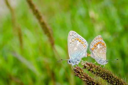 The common blue butterfly, Poliommatus Icarus, in a field in its natural environment.の写真素材