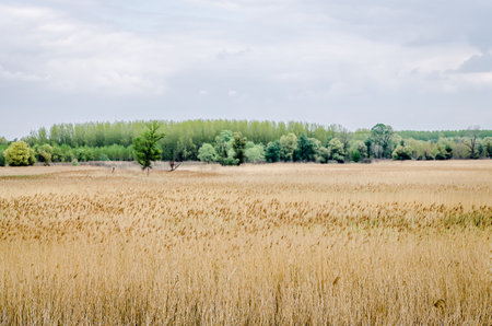 A view of a field covered with dry reeds.