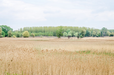 A view of a field covered with dry reeds.の写真素材