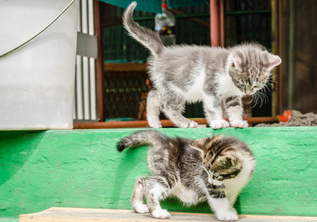 Two small gray playful kittens. Two small gray playful kittens, on the steps in the yard of a private property.の写真素材